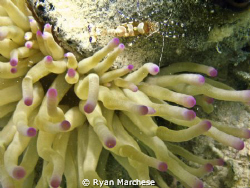 Anemone with shrimp by Ryan Marchese 